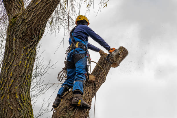 Best Tree Cabling and Bracing  in Chicago Heights, IL